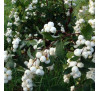 Сніжноягідник китайський Albus (Symphoricarpos sinensis Albus)
